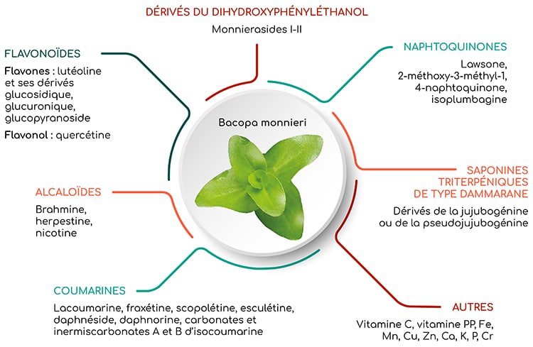 Différentes familles de composants de la bacopa monnieri